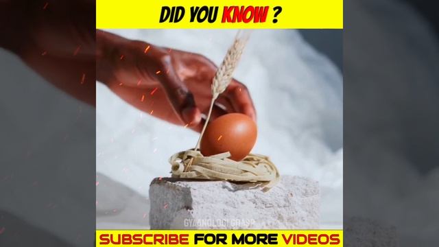 पहले मुर्गी आयी या फिर अंडा ? Mystery Solved Egg or Chicken Which Came First #shorts #youtubeshorts