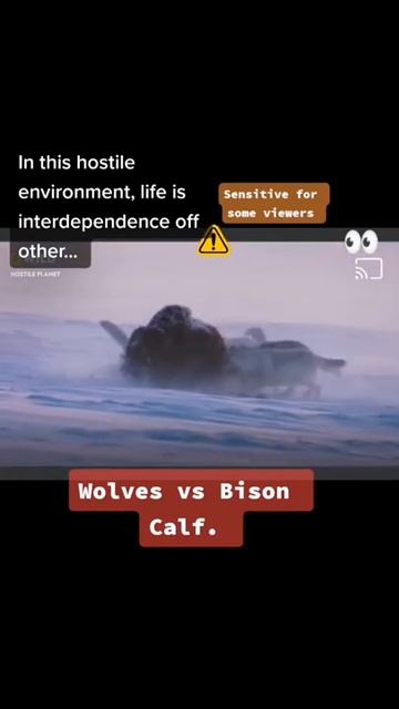 Bison Calf vs Wolves #shorts