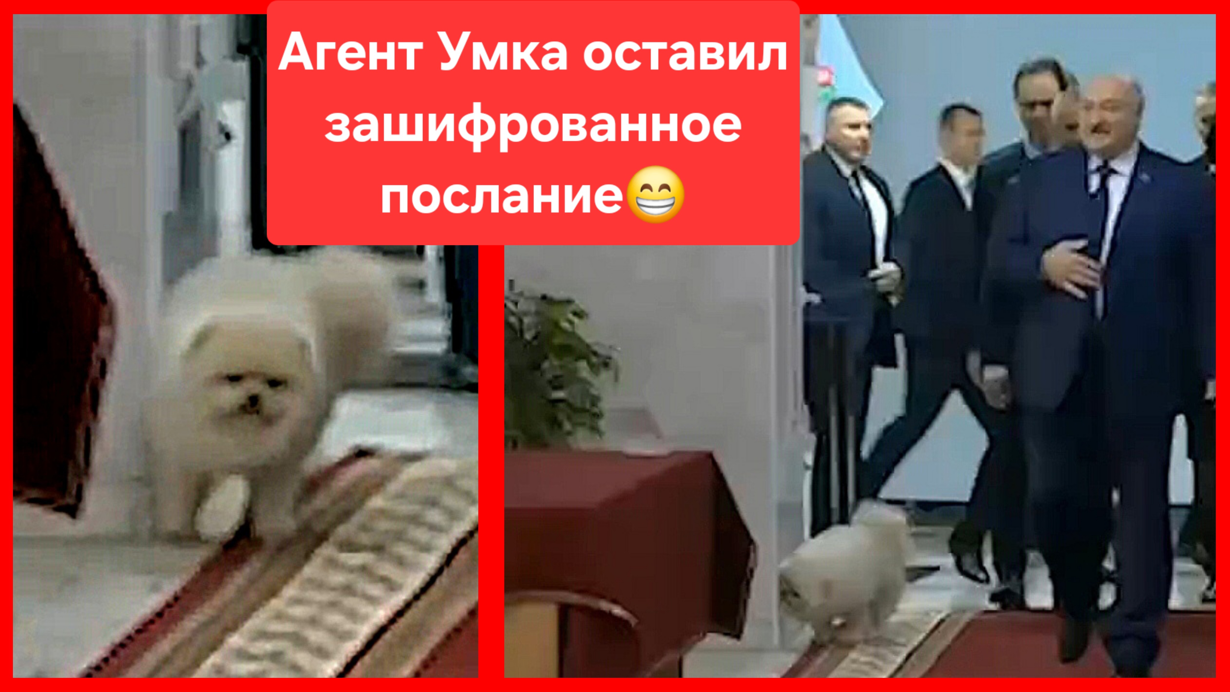 Собака Лукашенко. Агент Умка оставил зашифрованное послание другим агентам 😄