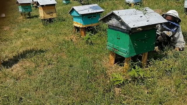 Выход роя. Пасека на Алтае.