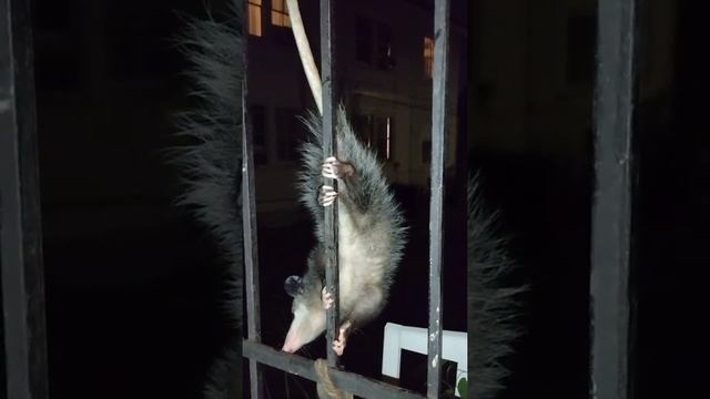 Opossum Above Our Back Porch