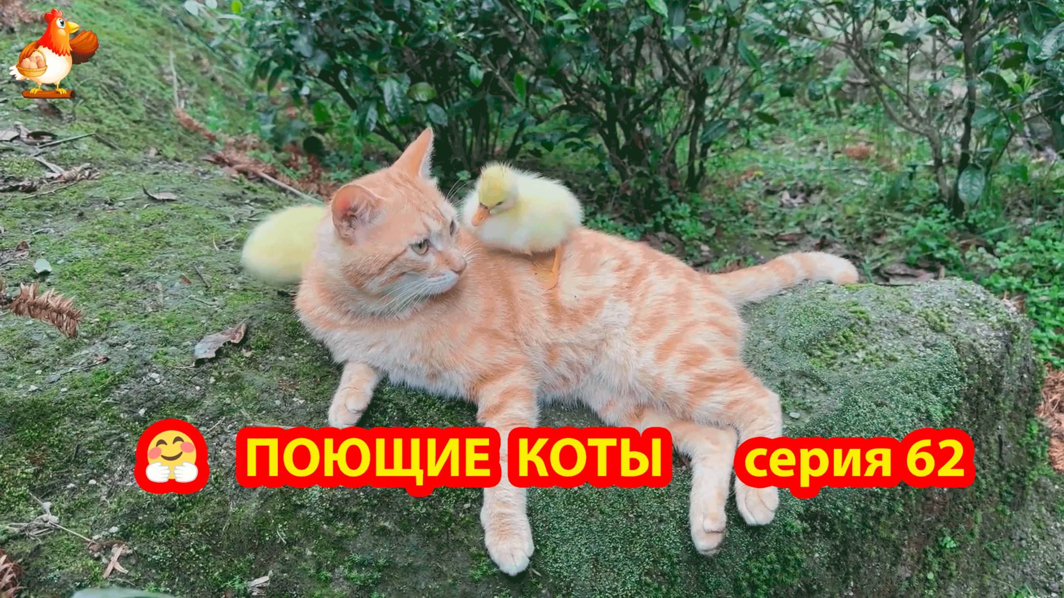 Крутые коты у птичьего двора серия 62 🐈🐈⬛😹 Природа Абхазии и подворье с птицами и животными ❣️