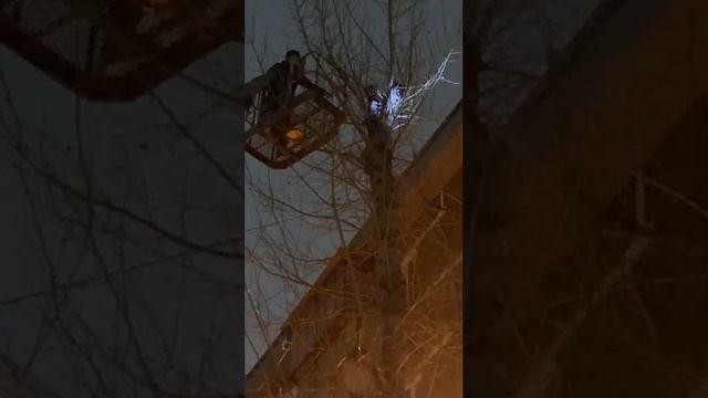 В Оренбурге жители спасали кота, который просидел на дереве пять дней.