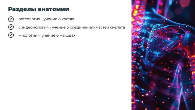 Анатомия
