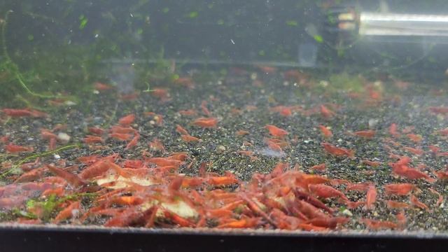 How to Breed the Best Shrimp - Bloody Mary Shrimp