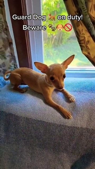 Guard Dog 🐕 on duty!Beware 🐾🐶🚫 #shorts #youtubeshorts #tinychihuahua