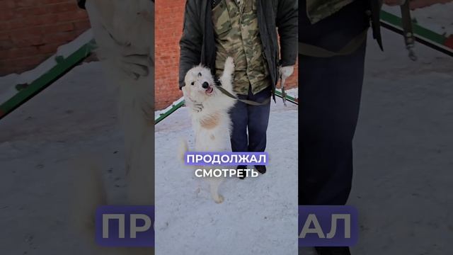 Привязанная ночью у урны: история предательства и надежды | Арктика
