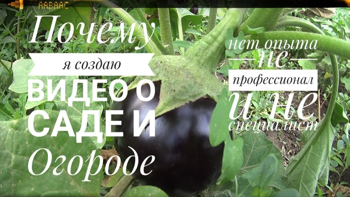 Почему🌾и зачем я записываю видео о растениях☘️и о любимой мною🏡Дачи (Жизнь настоящего Мужчины)