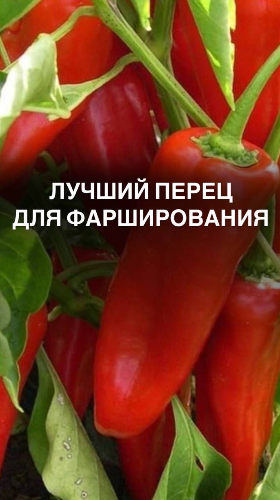 Лучший перец для фарширования
#перец #перцы #гибрид #любимыйдом
#фаршированныеперцы #овощи #семена