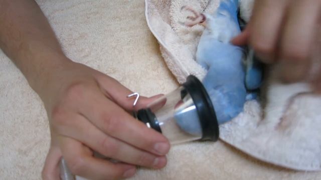 Preparing Indian Ringneck Parrot for Bird X-ray