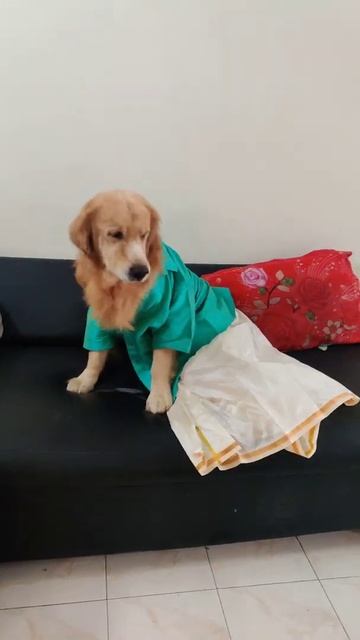 Goldenretriever Happy Pongal Traditional Dress