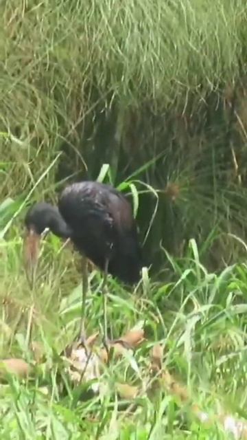 African OpenBill Birds Dozing#birds#birdlovers#nature