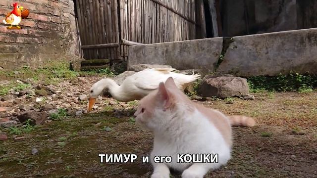 Пекинский селезень Тимур и его кошки 🥰 серия (59)