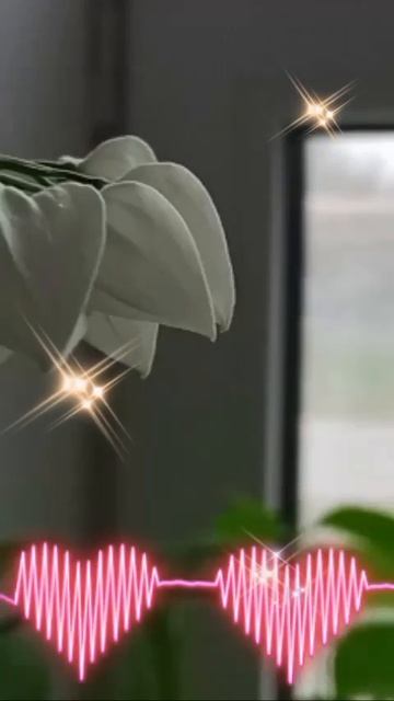 цветы🌸🌺🌻🌹🌷🌼💐