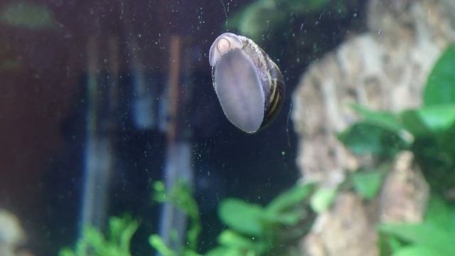 Zebra Nerite Snail - Best Algae Eating Snail