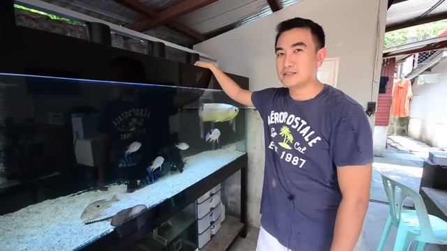 Large Tank Community with Xb Blue Arowana