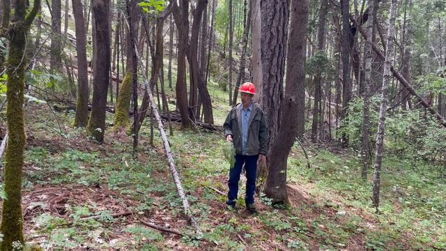 This Is How Loggers Keep Mosquitos From Eating Them Alive