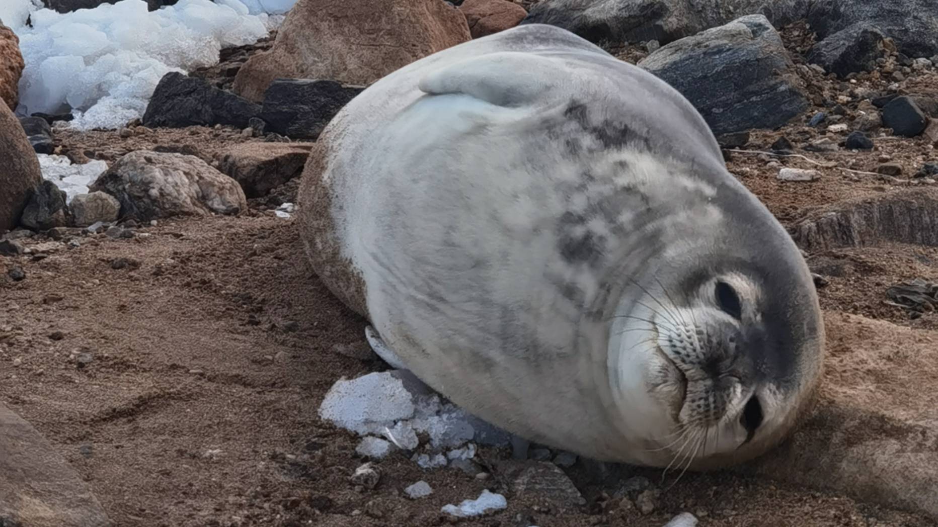 На пробежке чуть не наступил на тюленя. meeting_with_seal_on_beach2