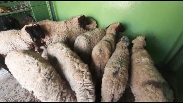 cutting sheeps sale in Hyderabad contact  9640640733 #animals #viral #shorts #sheep #youtube