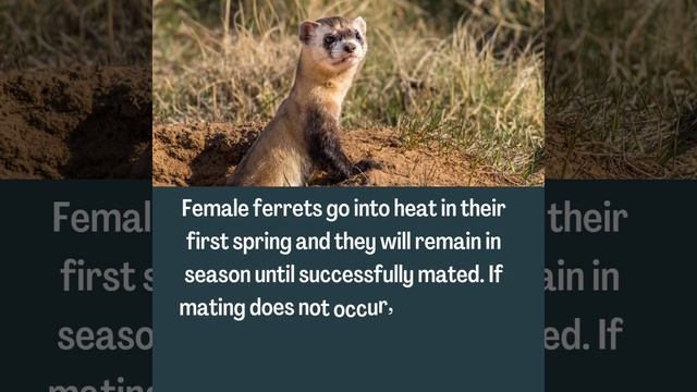 Interesting Facts About Ferrets #shorts #facts #ferret #mating #animals #spring #aplasticanemia