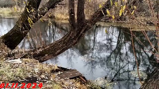 ОСЕНЬ . ДЕРЕВЕНСКИЕ ПРОСТОРЫ . ПРИШЛИ ДОЛГОЖДАННЫЕ  ДОЖДИ - 2024 ГОД.