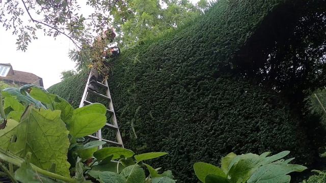 YEW wont believe this year's growth - HEDGE TRIMMING video #gardening #hedgetrimming #echotools