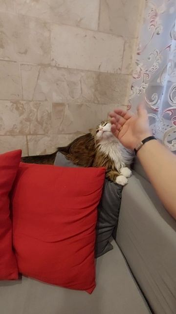 Кошка в своём уголке ❤️😉😀