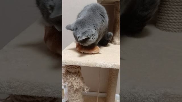 Кошка и мышка,как Том и Джери.Кошка терпит хомяка у себя на спине
