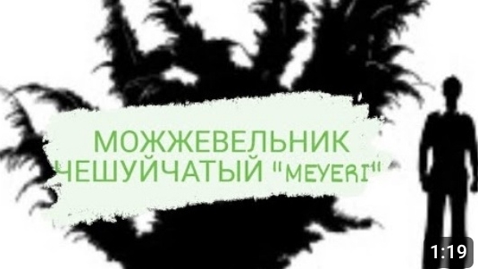 МОЖЖЕВЕЛЬНИК ЧЕШУЙЧАТЫЙ МЕЙЕРИ "MEYERI"