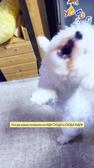 Когда мама позвала сюда иди вместо иди сюда - готова на все!