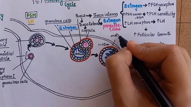 Ovarian Cycle | Role of Gonadotropins (FSH & LH)