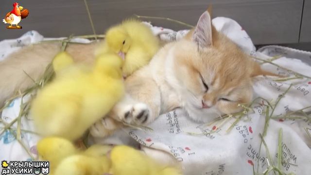 Утята и Цыплята - Кошки и котята - (61) Хвостики да Усики ❣️😹😍