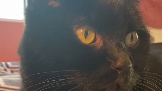 Save Buddha the Black Cat #teambuddha