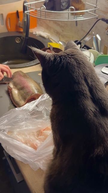 Хозяин на кухне!