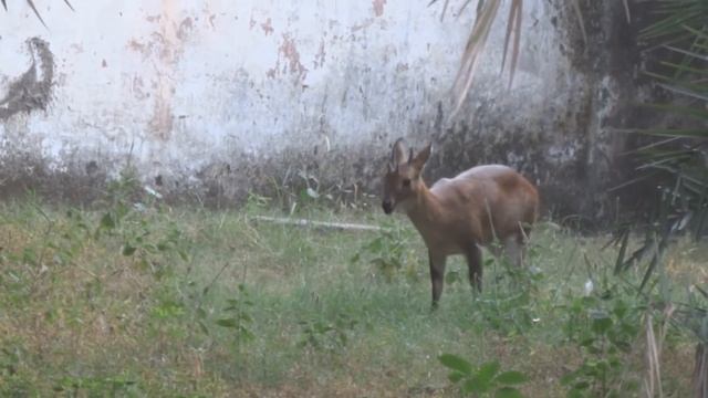 Chousingha (Tetracerus quadricornis)