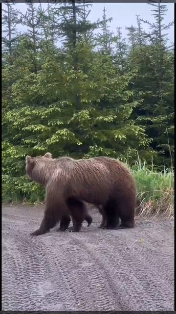 видео