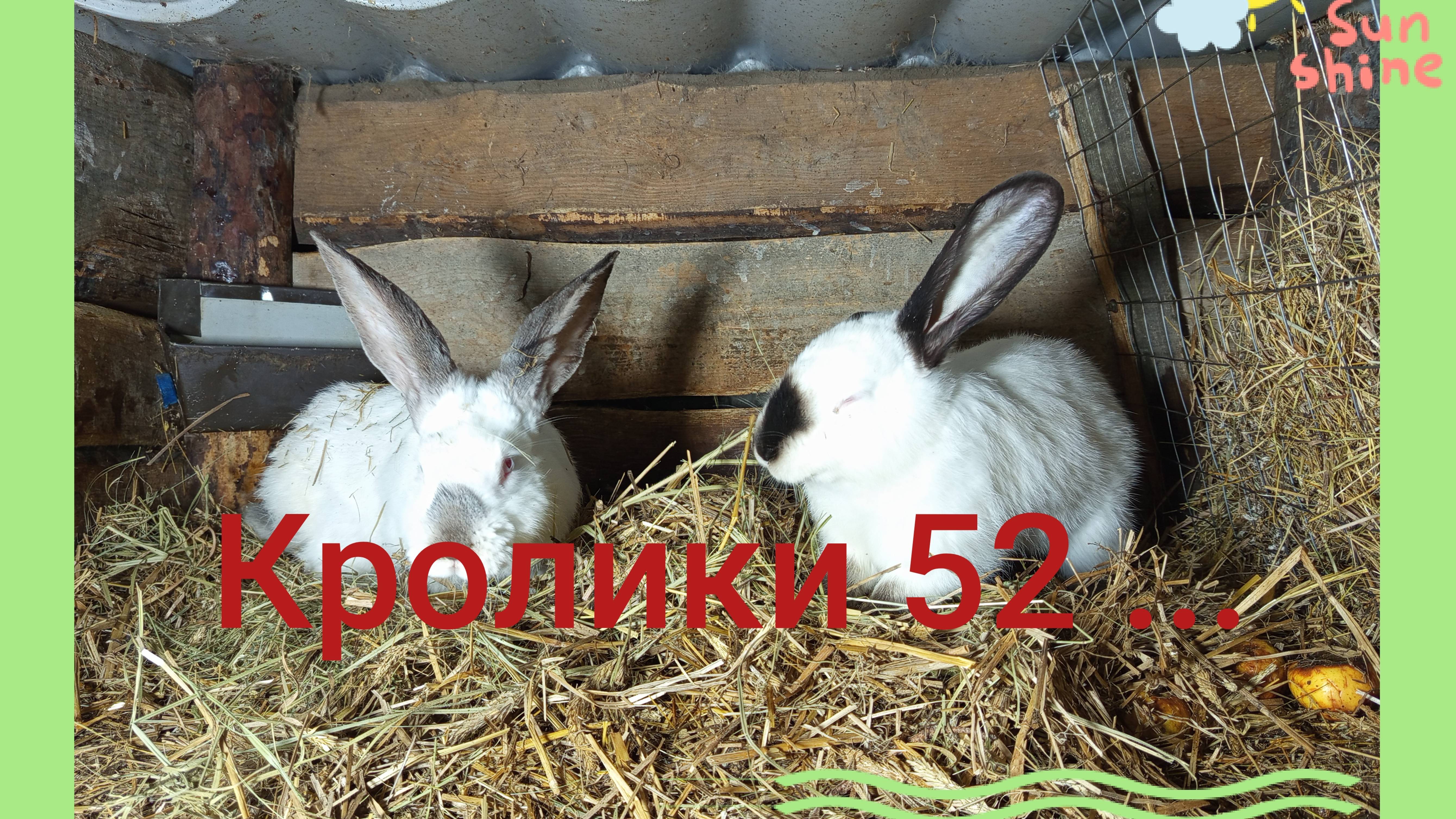 Кролики 52 ...