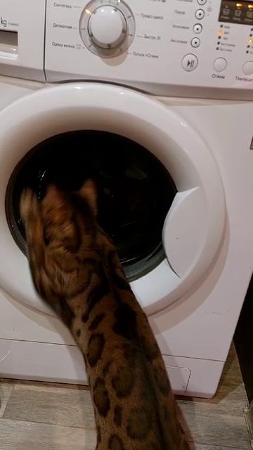 моя Кира