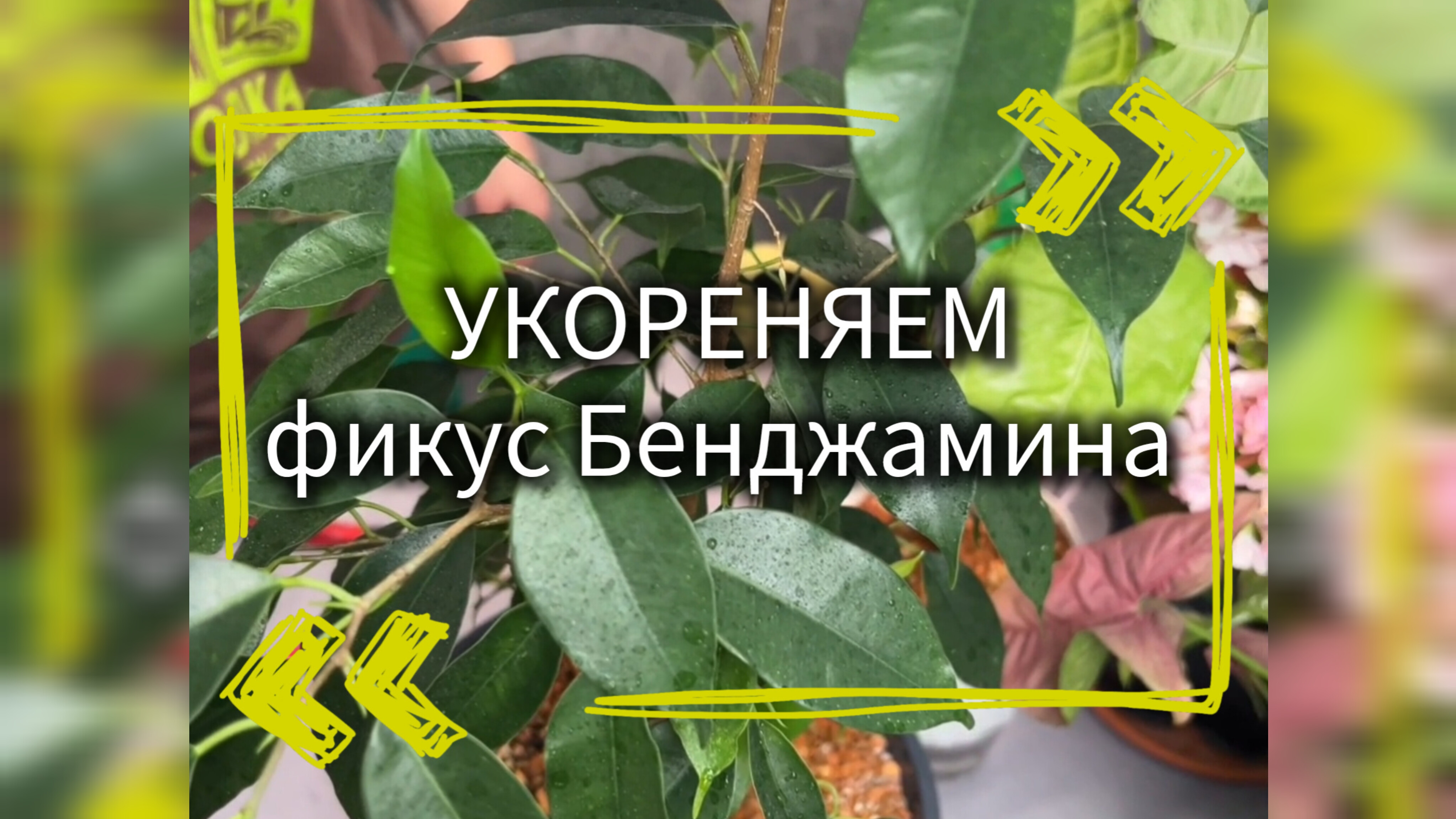 Укореняем фикус Бенджамина легко и просто ✅