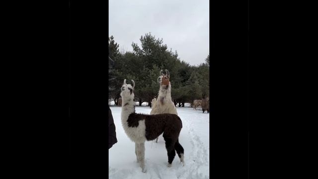 Маска