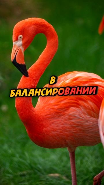 Факт о фламинго