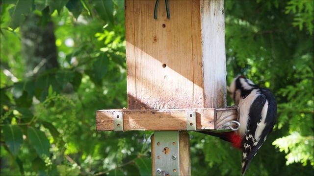 30.05.21 - Buntspecht futtert gemahlene Nüsse