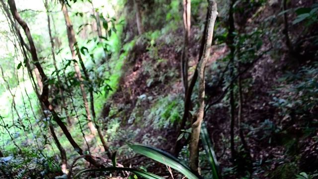 Surprise at Penang Hill, Penang Island, Malaysia  -  King Cobra!