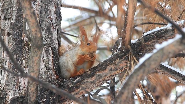 Almaty. Kazakhstan. Squirells. Белки в парке Первого Президента.