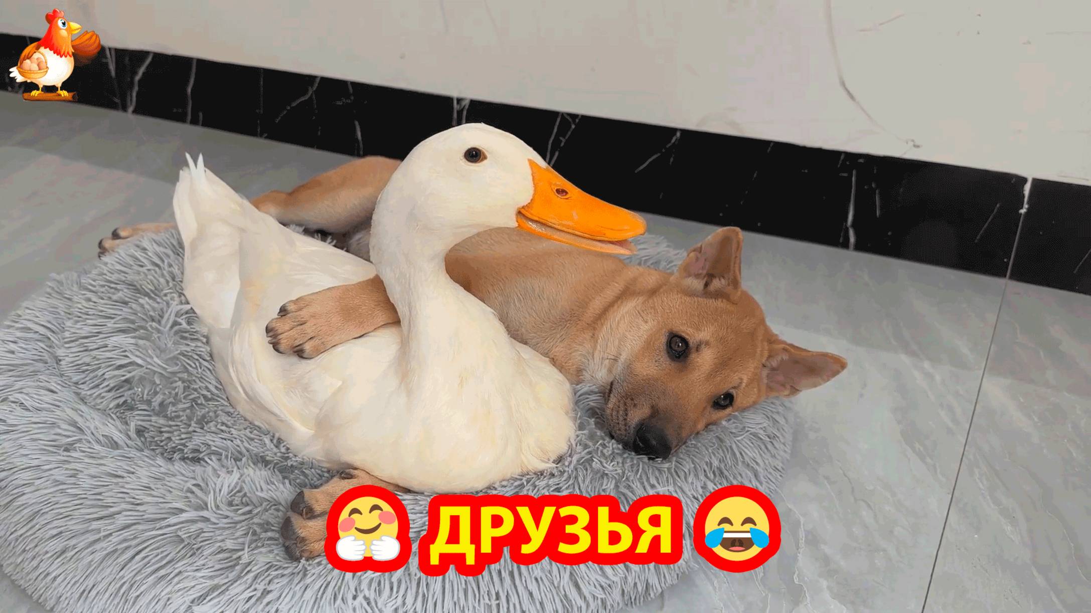 Щенок приютил друга Селезня в своей кроватке ❣️🤗😍