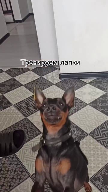 Прыгучий цвергпинчер