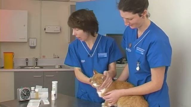 A PDSA vet investigates a cat's weight loss