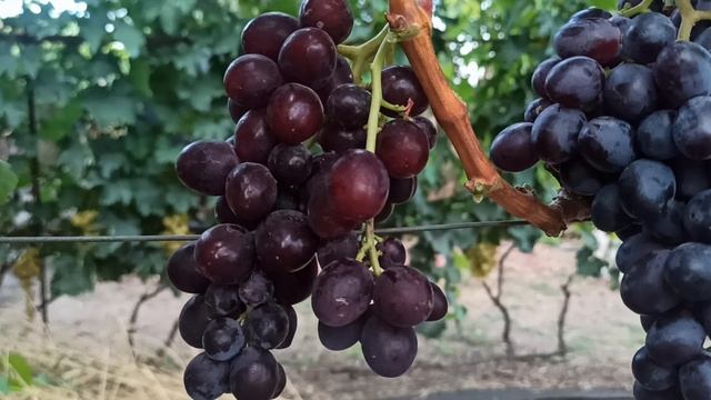 Поразил своими вкусовыми! Триумф селекции Писанка О. М. !  Тел,WhatsApp и Telegram : 8-918-43-794-43