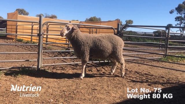 Lot 75 Weight 80