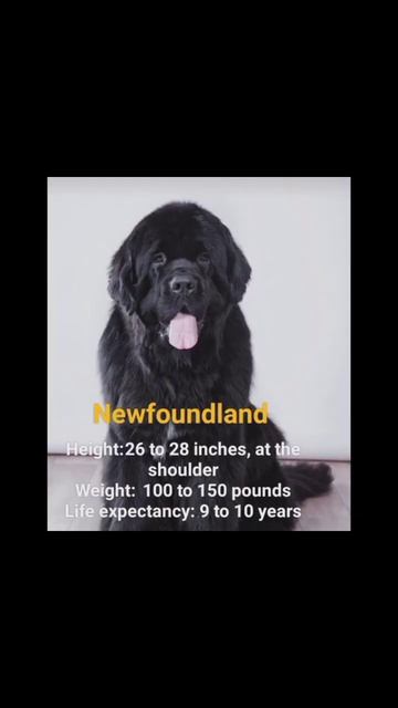 top 10 biggest dog breeds in the world with their height weight and life expectancy